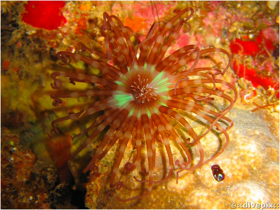divepix - Banded Tube-Dwelling Anemone